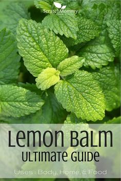 the lemon balm ultimate guide uses body, home and food