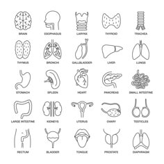 the different types of human organs and their functions in each body, including lungs, stomachs