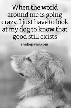 a dog looking up at the sky with a quote on it that says, when the world