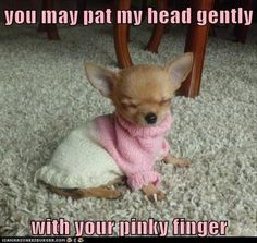 a small chihuahua dog wearing a pink scarf and sitting on the carpet with its eyes closed