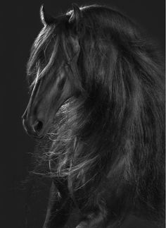 a black and white photo of a horse with long hair on it's face