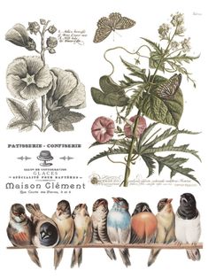 an image of birds and flowers on a shelf