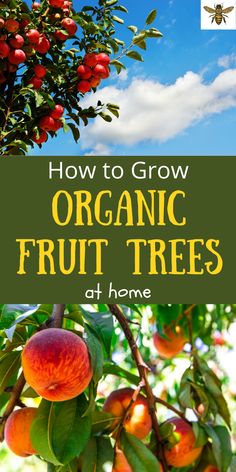 how to grow organic fruit trees at home