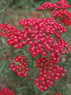 red flowers are blooming in the garden