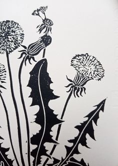 black and white drawing of dandelions against a white background