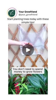 someone is holding up a plastic bag with flowers in it and the text, you don't need to spend money to grow flowers