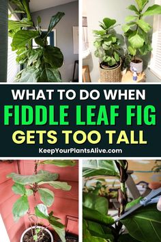 what to do when fiddle leaf fig gets too tall