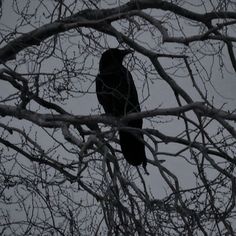 a black bird sitting in a tree with no leaves on it's branches, looking up at the sky