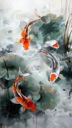 two orange and white koi fish swimming in water