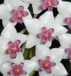 some white and pink flowers are blooming together