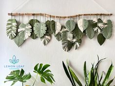 some plants are hanging on a wall and there is a plant in the foreground