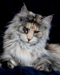 a fluffy cat laying on top of a blue blanket