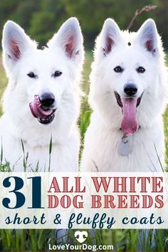 two white dogs sitting in tall grass with the words 31 all white dog breeds short and fluffy coats