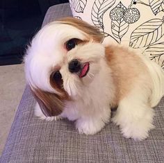 a small white and brown dog sitting on top of a couch