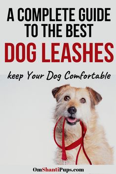 a dog with leash on it's neck and the words, a complete guide to the best dog leashes keep your dog comfortable