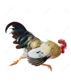 a rooster flying through the air on a white background