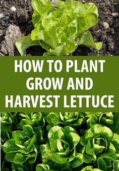 lettuce growing in the ground with text overlay how to plant grow and harvest lettuce