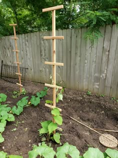 the garden is ready to be planted and put into the ground with some plants growing in it