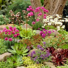 a garden filled with lots of different types of flowers and plants next to a tree