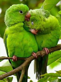 two green parrots sitting on top of a tree branch hugging each other's beaks