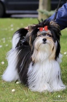 a small black and white dog with a red bow on it's head sitting in the grass