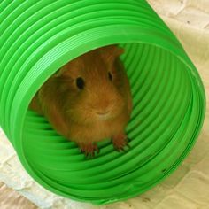 a brown hamster in a green tube on top of a white table and floor