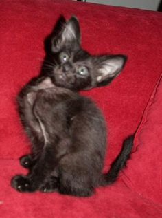 a black kitten sitting on top of a red couch