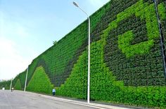 a man walking down the street next to a wall covered in green plants and bushes