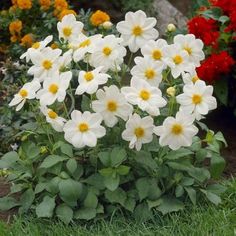 white and yellow flowers are growing in the grass next to some red and orange flowers