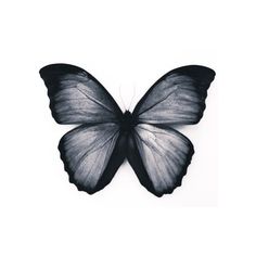 a black and white photo of a butterfly