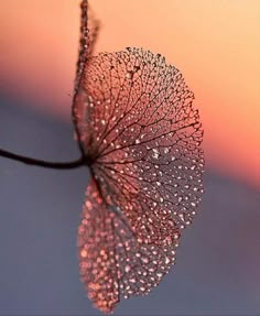 a close up view of a leaf with water droplets on it's leaves and the sky in the background