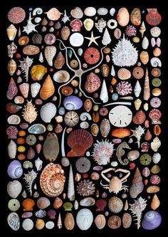 an image of various sea shells on a black background