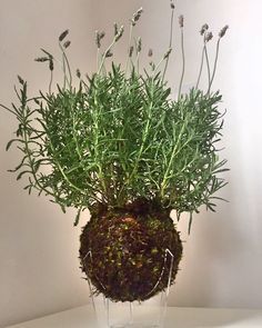 a potted plant sitting on top of a table