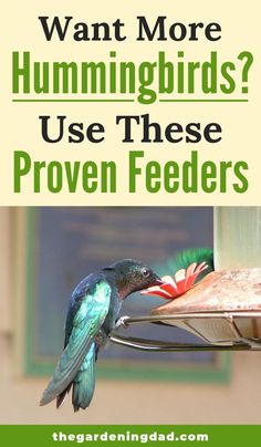 a hummingbird feeding from a bird feeder with the words want more hummingbirds? use these proven feeders