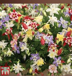 many different colored flowers in a pot