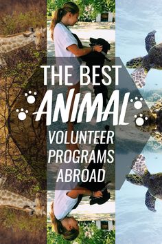 the best animal volunteer programs are in this postcard for you to learn how to use them