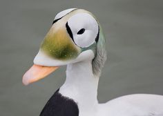 a close up of a duck with a green beak and white body, standing in the water