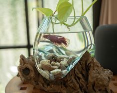 a fish in a bowl filled with rocks and plants