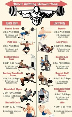 an info sheet showing the different exercises to do for your bodybuiling workout