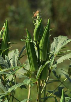 a plant with green leaves in the sun