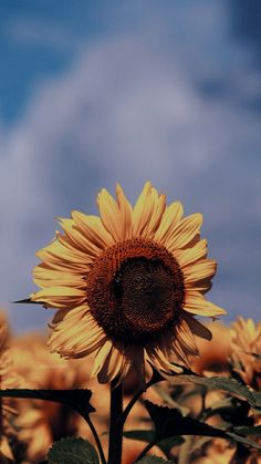 a large sunflower standing in the middle of a field with blue skies behind it