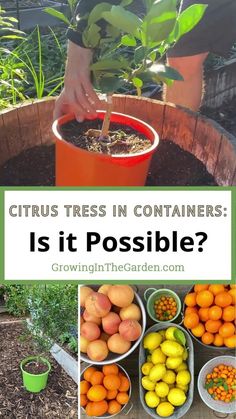 citrus trees in containers with text overlay that reads citrus trees in containers is it possible?