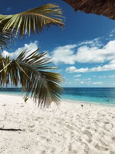 a palm tree sitting on top of a sandy beach next to the ocean and blue sky