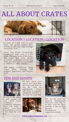 all about crates - dog training tips Kennel Training A Puppy, Reactive Dog Training, Dog Crate Training, Puppy Schedule, Crate Training Dog, Crate Training Puppy, Puppy Crate, Positive Dog Training, Dog Crates