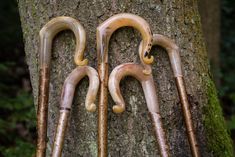 three canes are hanging on the side of a tree trunk with hooks attached to them