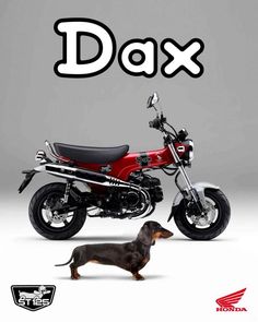 a small dog standing next to a red motorcycle with the words dax on it