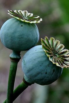 two blue flowers with green stems and leaves on them are shown in close up view