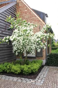 a brick walkway leading to a house with white flowers on it