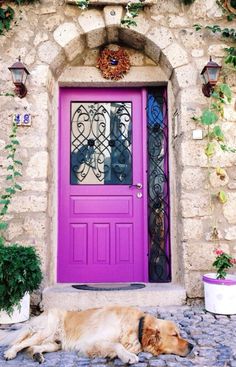 a dog laying in front of a purple door