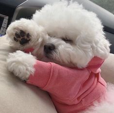 a small white dog wearing a pink sweater